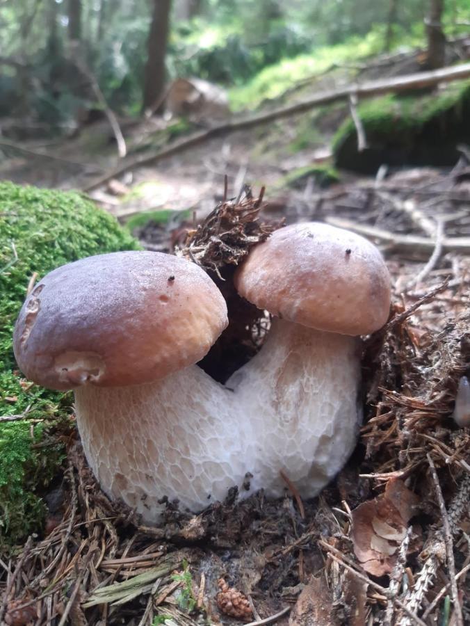 Biogasthaus Plonerhof Bressanone Eksteriør billede